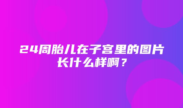 24周胎儿在子宫里的图片长什么样啊？