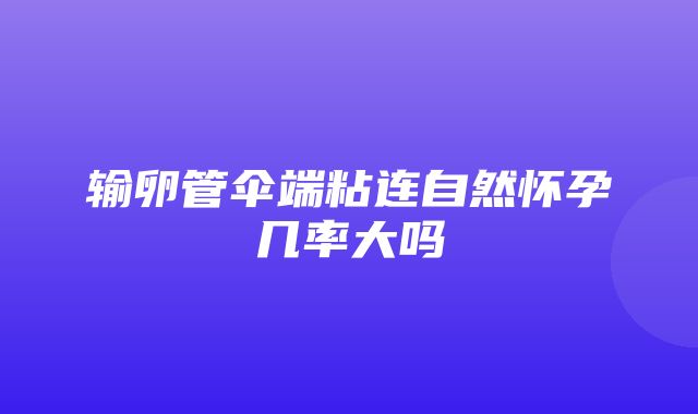 输卵管伞端粘连自然怀孕几率大吗