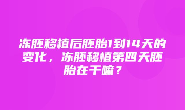 冻胚移植后胚胎1到14天的变化，冻胚移植第四天胚胎在干嘛？