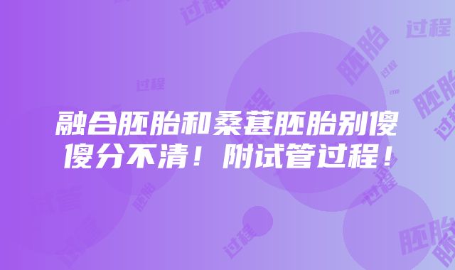 融合胚胎和桑葚胚胎别傻傻分不清！附试管过程！