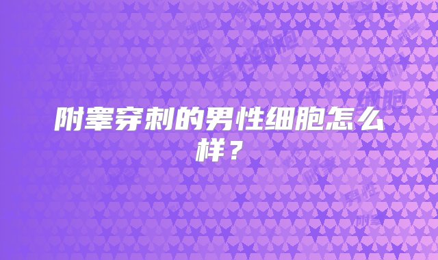 附睾穿刺的男性细胞怎么样？